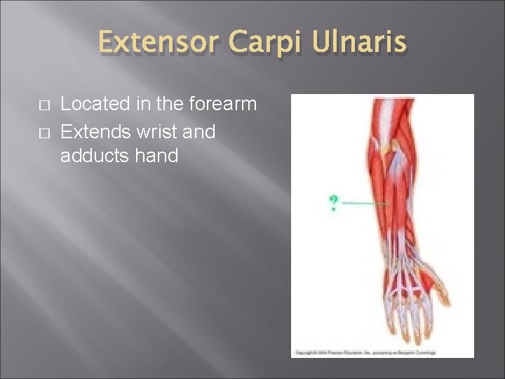 Extensor Carpi Ulnaris � � Located in the forearm Extends wrist and adducts hand