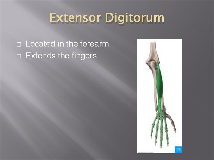 Extensor Digitorum � � Located in the forearm Extends the fingers 
