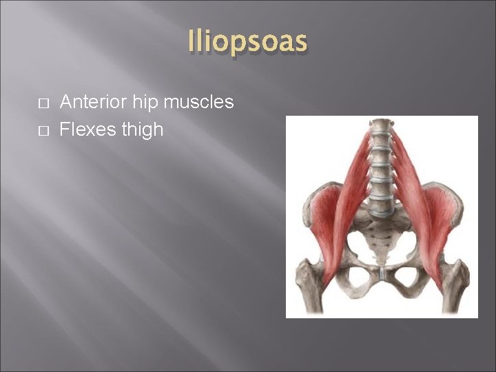 Iliopsoas � � Anterior hip muscles Flexes thigh 