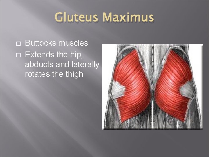 Gluteus Maximus � � Buttocks muscles Extends the hip, abducts and laterally rotates the
