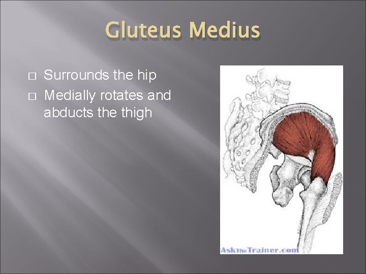 Gluteus Medius � � Surrounds the hip Medially rotates and abducts the thigh 