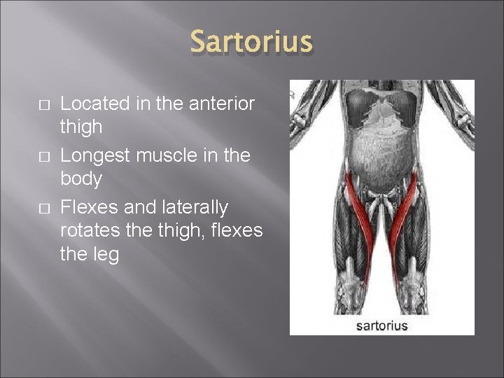 Sartorius � � � Located in the anterior thigh Longest muscle in the body
