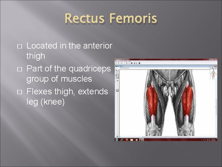 Rectus Femoris � � � Located in the anterior thigh Part of the quadriceps