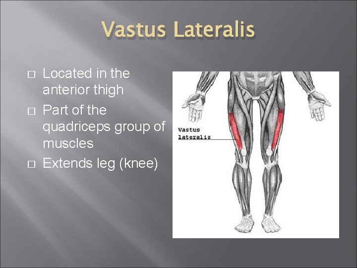 Vastus Lateralis � � � Located in the anterior thigh Part of the quadriceps