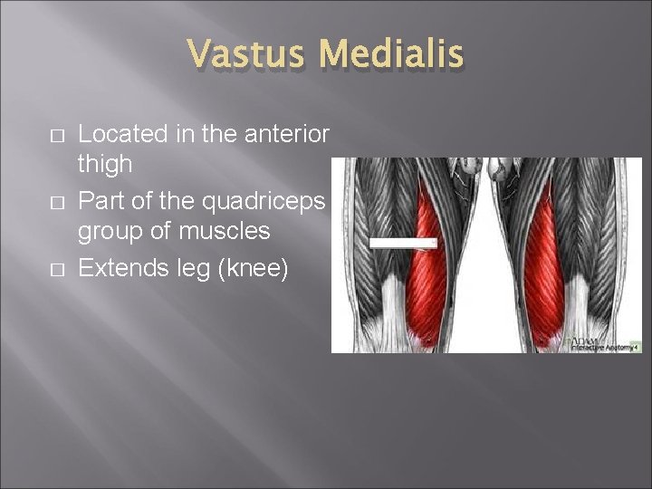 Vastus Medialis � � � Located in the anterior thigh Part of the quadriceps