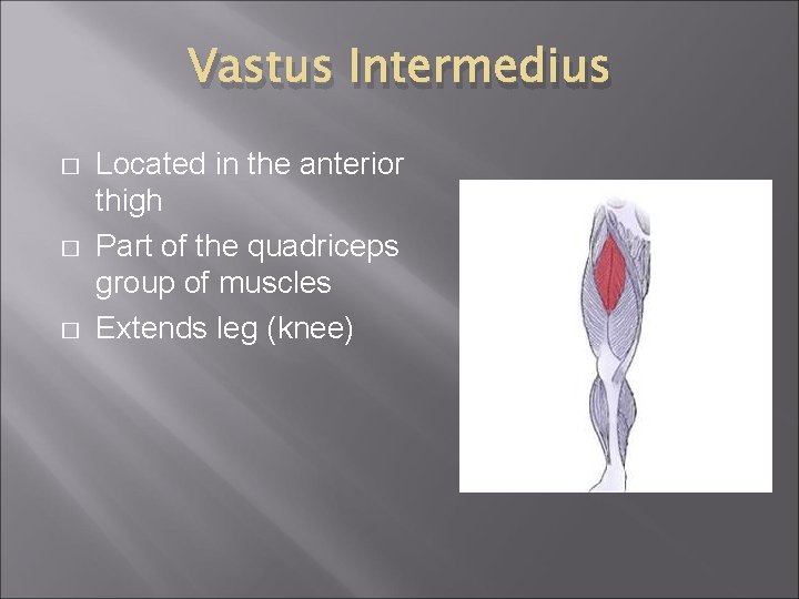Vastus Intermedius � � � Located in the anterior thigh Part of the quadriceps