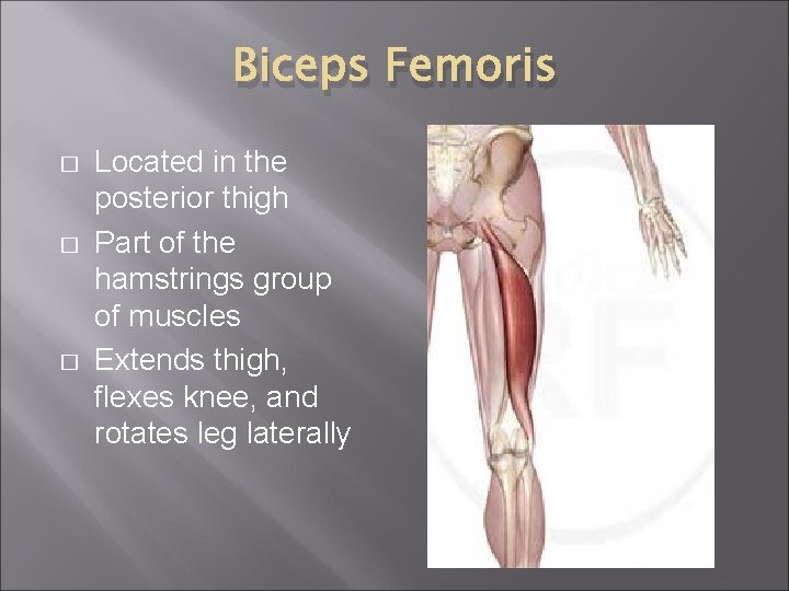 Biceps Femoris � � � Located in the posterior thigh Part of the hamstrings