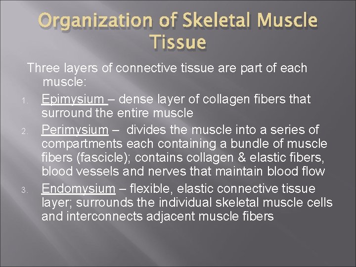 Organization of Skeletal Muscle Tissue Three layers of connective tissue are part of each