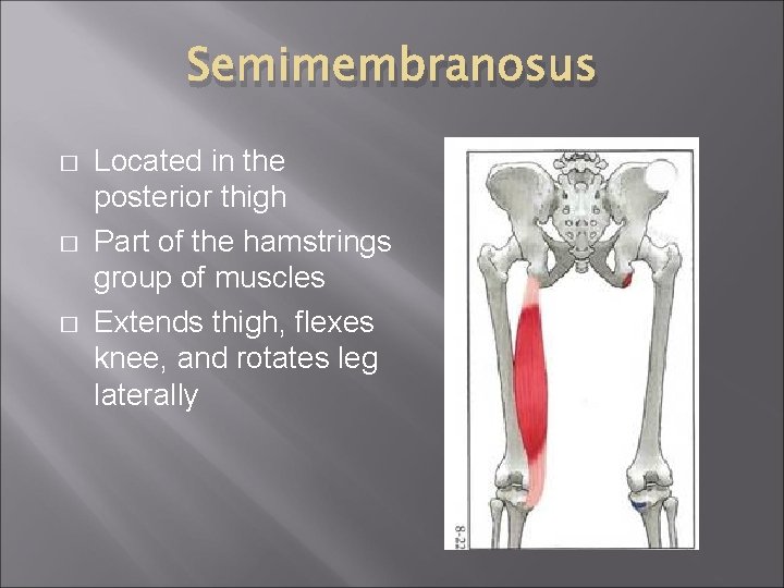 Semimembranosus � � � Located in the posterior thigh Part of the hamstrings group