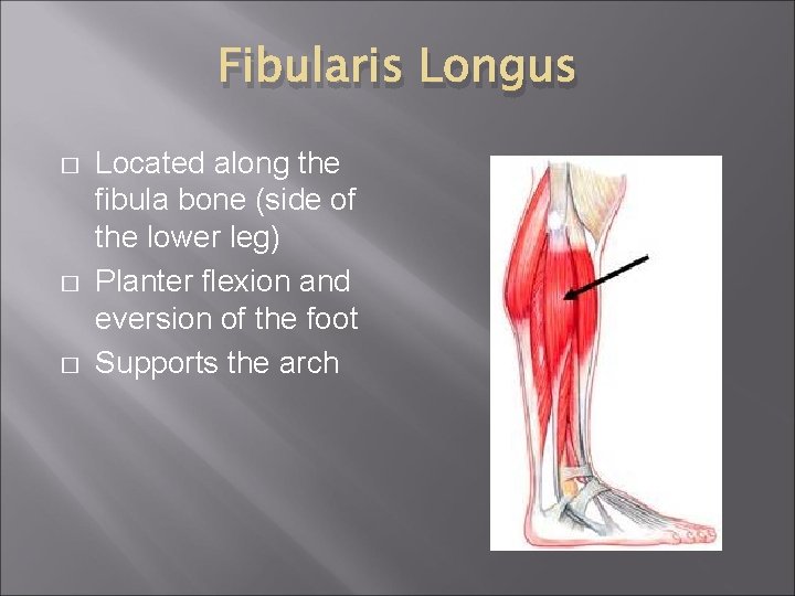 Fibularis Longus � � � Located along the fibula bone (side of the lower