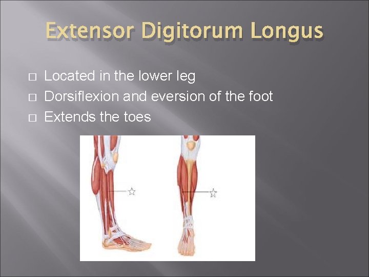 Extensor Digitorum Longus � � � Located in the lower leg Dorsiflexion and eversion