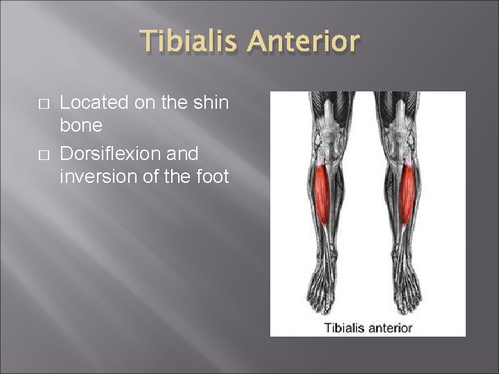 Tibialis Anterior � � Located on the shin bone Dorsiflexion and inversion of the
