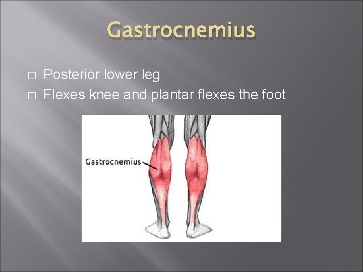 Gastrocnemius � � Posterior lower leg Flexes knee and plantar flexes the foot 