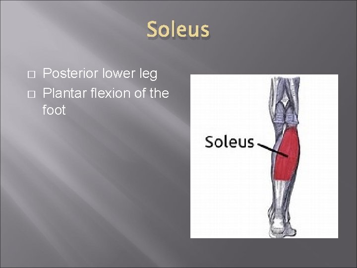 Soleus � � Posterior lower leg Plantar flexion of the foot 