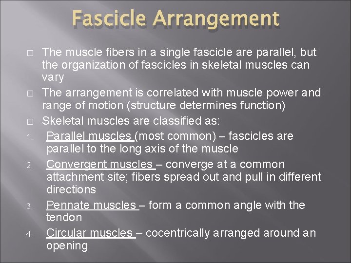 Fascicle Arrangement � � � 1. 2. 3. 4. The muscle fibers in a
