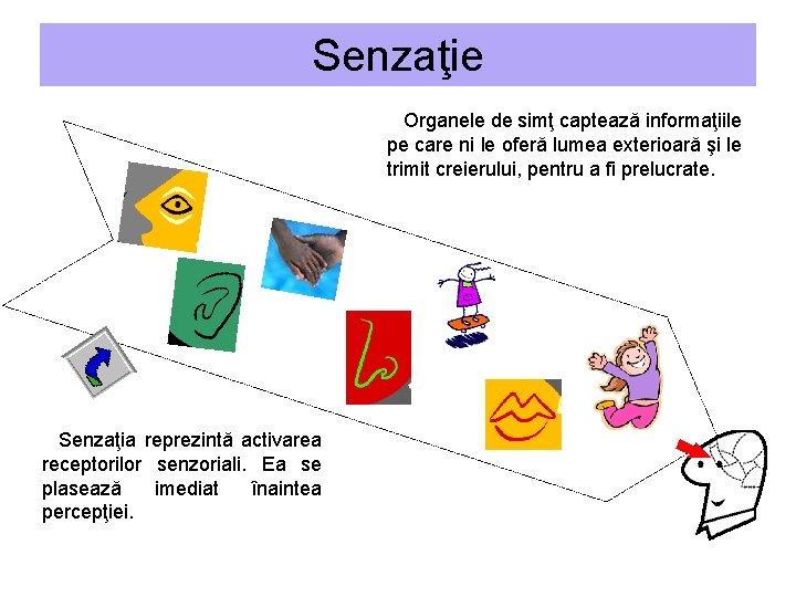 Senzaţie Organele de simţ captează informaţiile pe care ni le oferă lumea exterioară şi