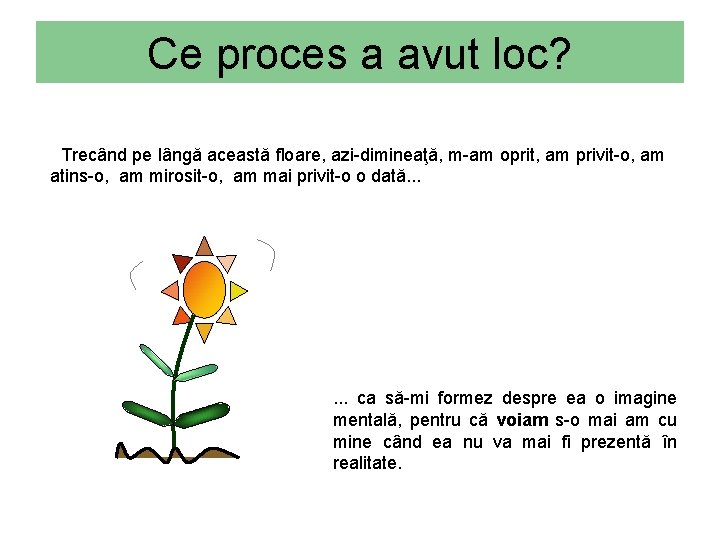 Ce proces a avut loc? Trecând pe lângă această floare, azi-dimineaţă, m-am oprit, am