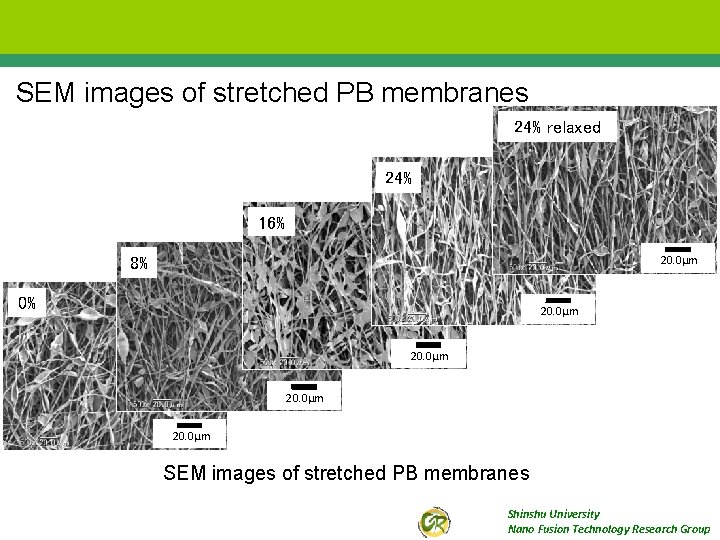 SEM images of stretched PB membranes 24% relaxed 24% 16% 20. 0μm 8% 0%