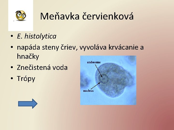 Meňavka červienková • E. histolytica • napáda steny čriev, vyvoláva krvácanie a hnačky •