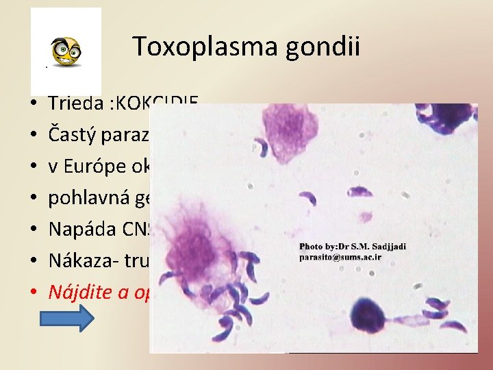 Toxoplasma gondii • • Trieda : KOKCIDIE Častý parazit cicavcov vrátane človeka, v Európe