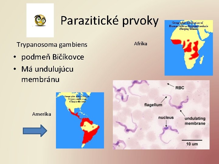Parazitické prvoky Trypanosoma gambiens • podmeň Bičíkovce • Má undulujúcu membránu Amerika Afrika 
