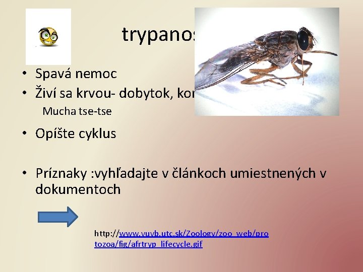 trypanosoma • Spavá nemoc • Živí sa krvou- dobytok, kone, potkany Mucha tse-tse •