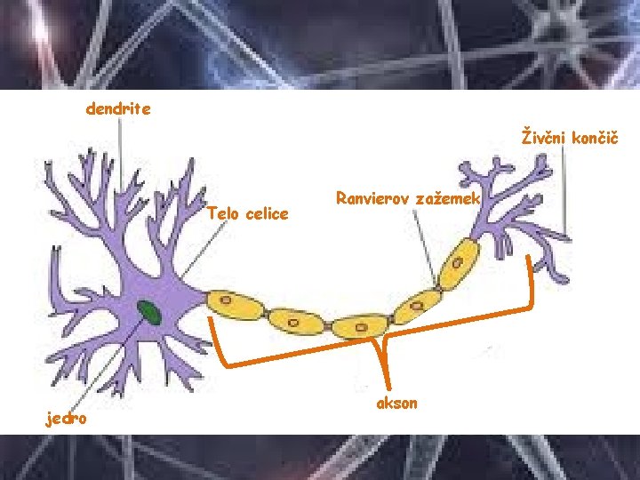 ZGRADBA ŽIVČNE CELICE dendrite Živčni končič Telo celice jedro Ranvierov zažemek akson 