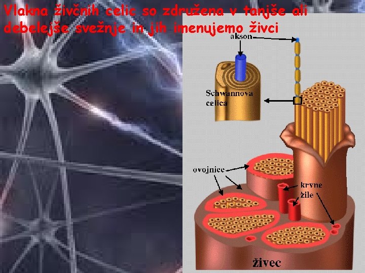Vlakna živčnih celic so združena v tanjše ali debelejše svežnje in jih imenujemo živci