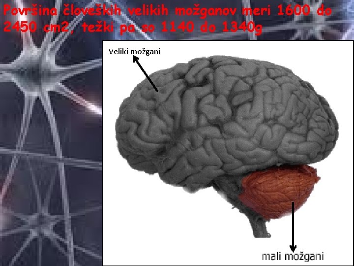 Površina človeških velikih možganov meri 1600 do 2450 cm 2, težki pa so 1140