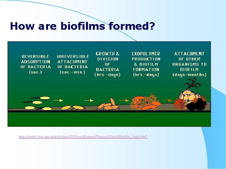 How are biofilms formed? http: //www. crca. asn. au/activities/2002/conference/Plenary 2/Jasjit/Biofilm_Jasjit. swf 
