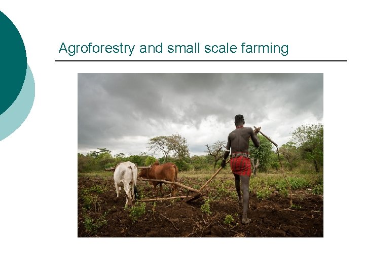 Agroforestry and small scale farming 