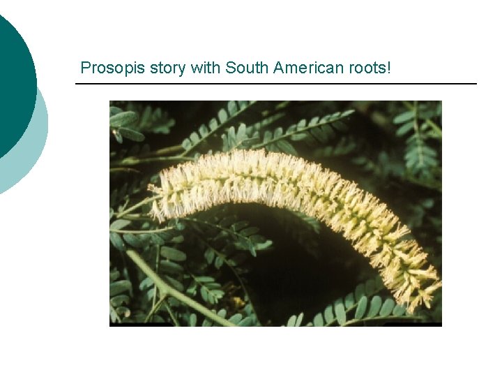 Prosopis story with South American roots! 