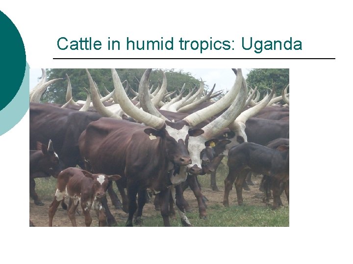 Cattle in humid tropics: Uganda 