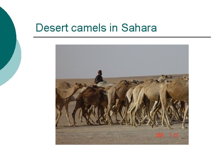 Desert camels in Sahara 