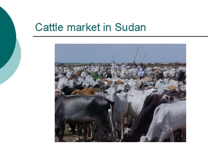 Cattle market in Sudan 