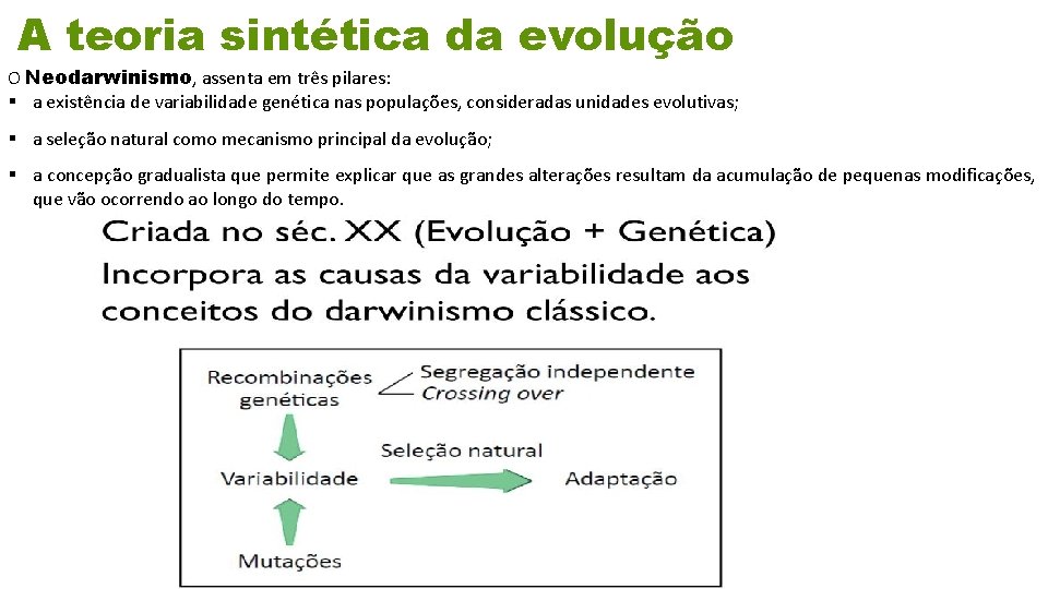 A teoria sintética da evolução O Neodarwinismo, assenta em três pilares: § a existência