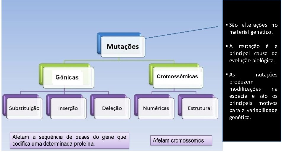 § São alterações no material genético. § A mutação é a principal causa da