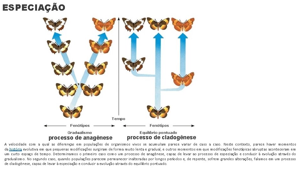 ESPECIAÇÃO processo de anagênese processo de cladogênese A velocidade com a qual as diferenças