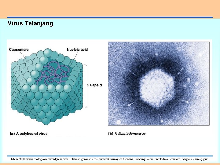 Virus Telanjang Tahun 2008 www. biologilover. wordpress. com. Silahkan gunakan slide ini untuk kemajuan