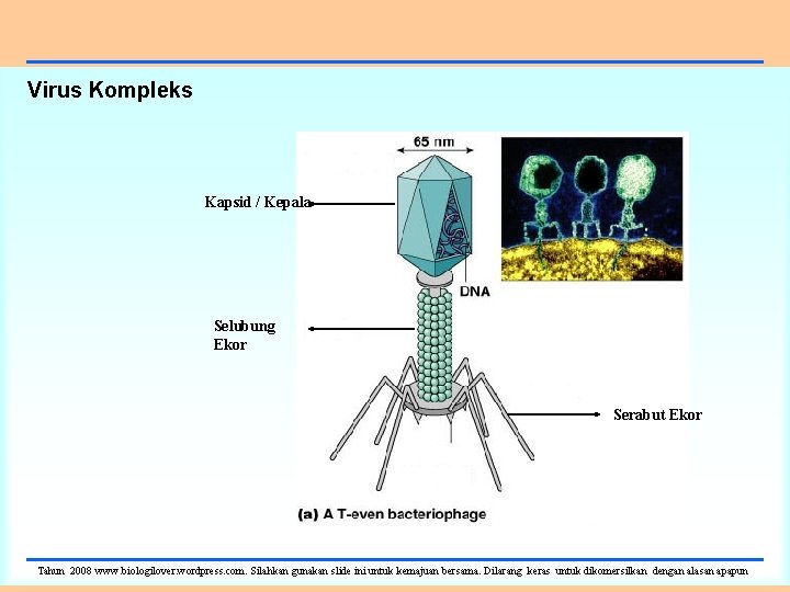 Virus Kompleks Kapsid / Kepala Selubung Ekor Serabut Ekor Tahun 2008 www. biologilover. wordpress.