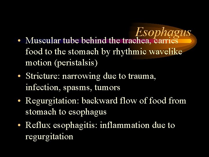 Esophagus • Muscular tube behind the trachea, carries food to the stomach by rhythmic