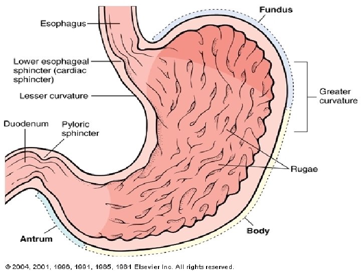 Stomach 