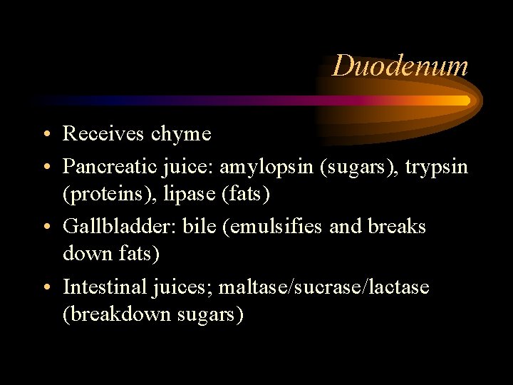 Duodenum • Receives chyme • Pancreatic juice: amylopsin (sugars), trypsin (proteins), lipase (fats) •