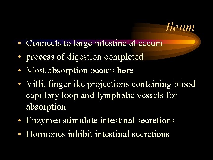 Ileum • • Connects to large intestine at cecum process of digestion completed Most