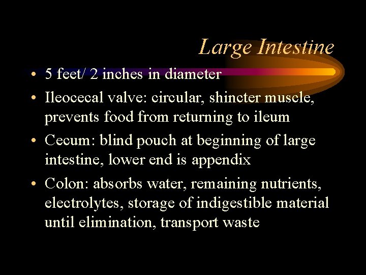 Large Intestine • 5 feet/ 2 inches in diameter • Ileocecal valve: circular, shincter