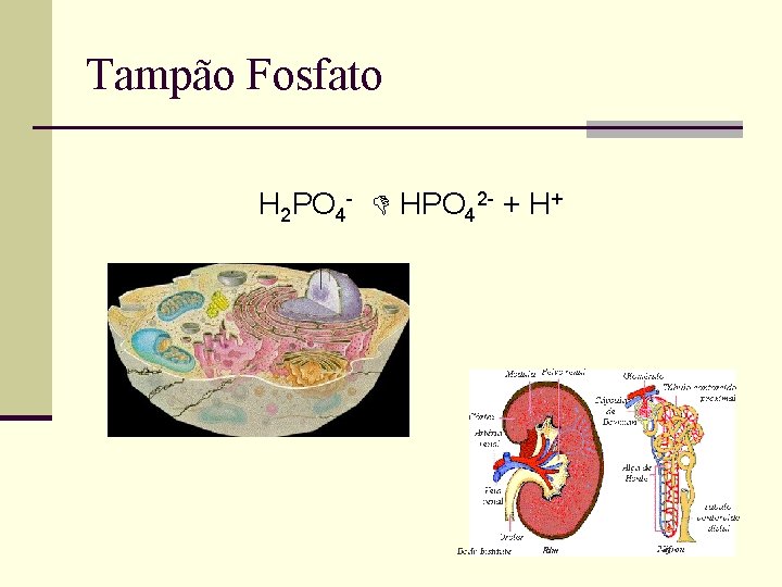 Tampão Fosfato H 2 PO 4 - HPO 42 - + H+ 