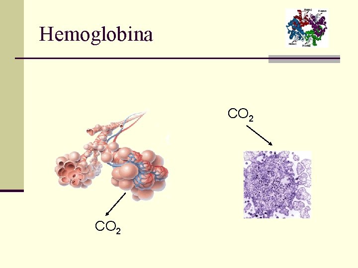 Hemoglobina CO 2 