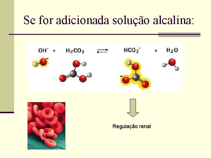 Se for adicionada solução alcalina: Regulação renal Se for adicionada solução alcalina: Regulação renal