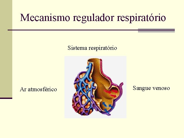 Mecanismo regulador respiratório Sistema respiratório Ar atmosférico Sangue venoso Mecanismo regulador respiratório Sistema respiratório Ar atmosférico Sangue venoso