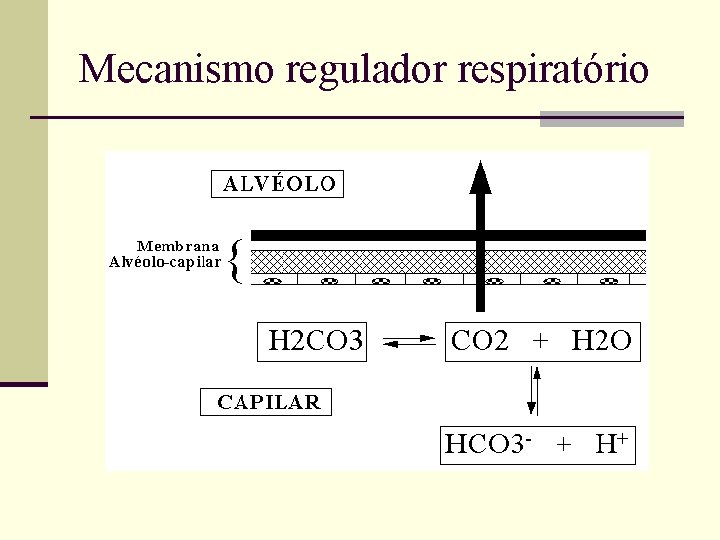 Mecanismo regulador respiratório 